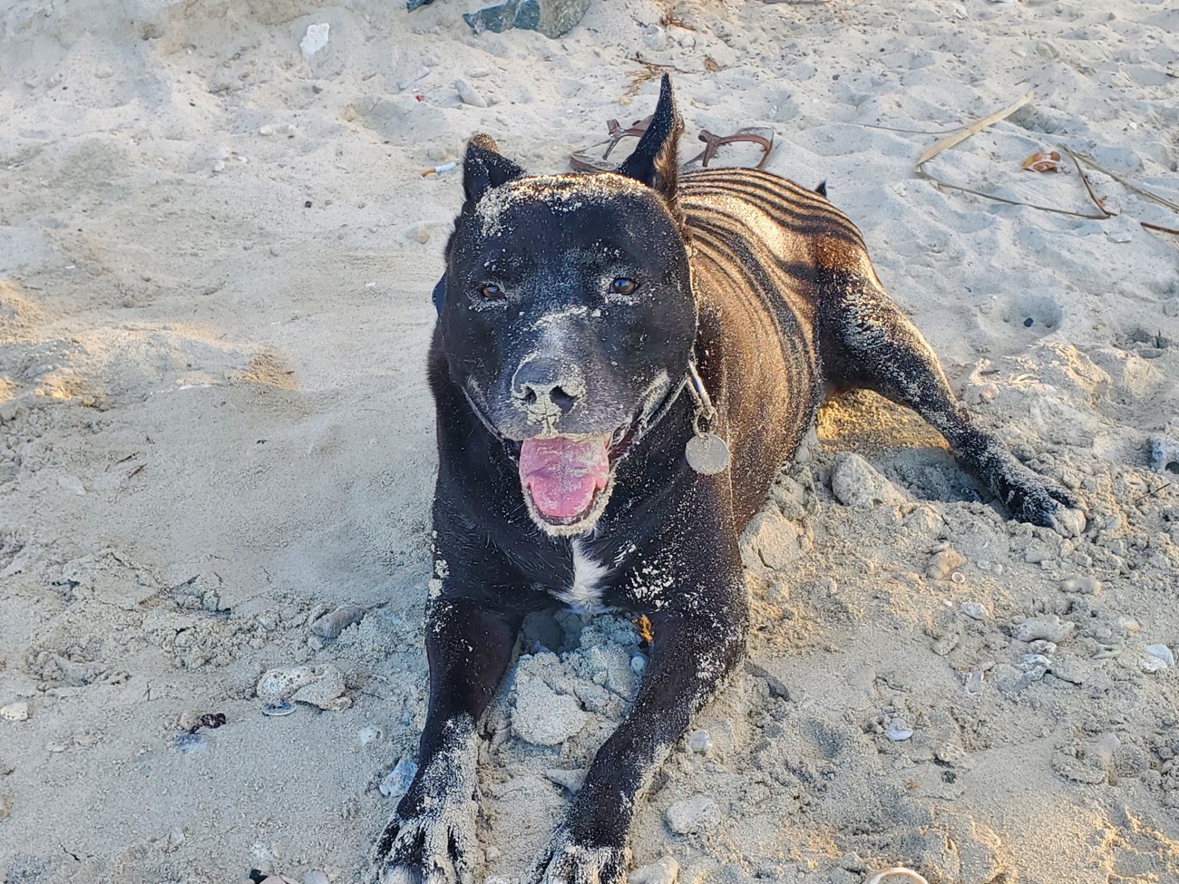 A happy island dog resting on a sunlit St John beach